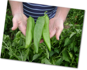 Hatch Chile Peppers