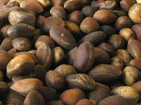 New Mexico Pinon Nut
