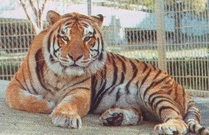 Baton Rouge LSU Mike the Tiger