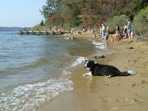 Annapolis Quiet Waters Park Dog Beach StateGiftsUSA.com/made-in-maryland