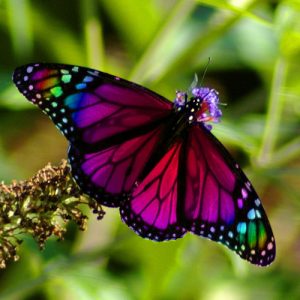 National Learn About Butterflies Day StateGiftsUSA.com